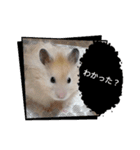 日常コスモ（個別スタンプ：12）