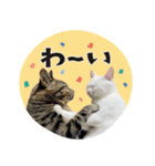 猫と犬2025（個別スタンプ：2）