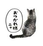 猫と犬2025（個別スタンプ：5）