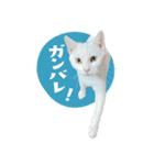 猫と犬2025（個別スタンプ：7）