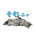 猫と犬2025（個別スタンプ：9）