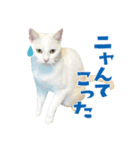 猫と犬2025（個別スタンプ：12）