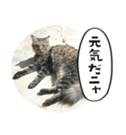 猫と犬2025（個別スタンプ：13）