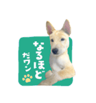 猫と犬2025（個別スタンプ：15）