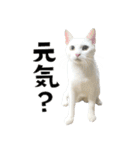 猫と犬2025（個別スタンプ：16）