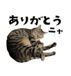 猫と犬2025（個別スタンプ：17）