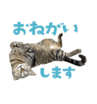 猫と犬2025（個別スタンプ：20）