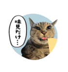 猫と犬2025（個別スタンプ：25）