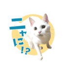 猫と犬2025（個別スタンプ：28）