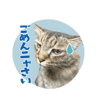 猫と犬2025（個別スタンプ：30）