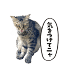 猫と犬2025（個別スタンプ：33）