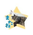 猫と犬2025（個別スタンプ：35）