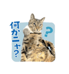 猫と犬2025（個別スタンプ：36）