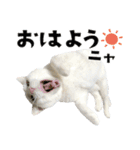 猫と犬2025（個別スタンプ：39）