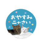 猫と犬2025（個別スタンプ：40）