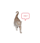 こつぶ時々さち（個別スタンプ：15）
