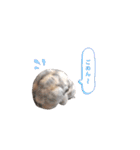 こつぶ時々さち（個別スタンプ：30）