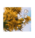 牡丹やショウブなどのスタンプ（個別スタンプ：1）