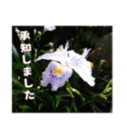 牡丹やショウブなどのスタンプ（個別スタンプ：8）