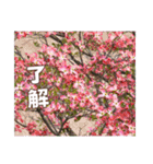 牡丹やショウブなどのスタンプ（個別スタンプ：9）
