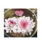 牡丹やショウブなどのスタンプ（個別スタンプ：13）