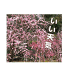牡丹やショウブなどのスタンプ（個別スタンプ：16）