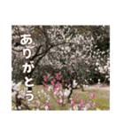 牡丹やショウブなどのスタンプ（個別スタンプ：23）