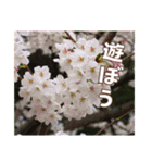 牡丹やショウブなどのスタンプ（個別スタンプ：29）