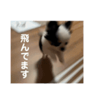 うたのスタンプ集（個別スタンプ：17）