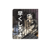 うたのスタンプ集（個別スタンプ：18）
