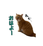 ねこのジャクソン（個別スタンプ：1）