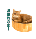 ねこのジャクソン（個別スタンプ：4）