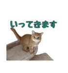 ねこのジャクソン（個別スタンプ：6）