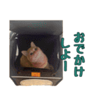 ねこのジャクソン（個別スタンプ：13）