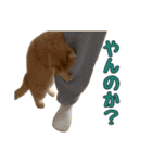 ねこのジャクソン（個別スタンプ：36）