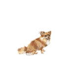 ちわっす、ちわわっす！（個別スタンプ：2）