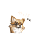 ちわっす、ちわわっす！（個別スタンプ：4）