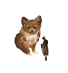 ちわっす、ちわわっす！（個別スタンプ：7）
