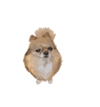 ちわっす、ちわわっす！（個別スタンプ：8）