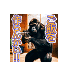 要求をする、ゴリラさん（個別スタンプ：8）