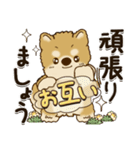 柴犬『春に使える』（個別スタンプ：13）