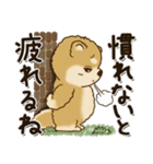 柴犬『春に使える』（個別スタンプ：36）