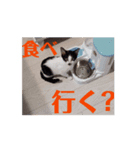 猫のピッピとイロ（個別スタンプ：3）