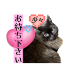 黒猫 ルナ院長164にゃんめ（個別スタンプ：3）