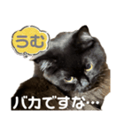 黒猫 ルナ院長164にゃんめ（個別スタンプ：6）