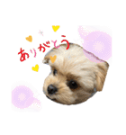 ❤️まいにちビビちゃん（個別スタンプ：1）