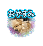 ❤️まいにちビビちゃん（個別スタンプ：3）