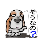 バセットハウンド(犬) 53（個別スタンプ：1）