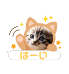 にゃんこの日常的（個別スタンプ：2）