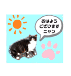 猫ちゃんたちのあいさつ（個別スタンプ：1）